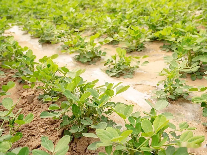 花生施肥用什么？如何科學(xué)的針對(duì)花生施肥？